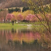 L'idro tinto di rosa... di 