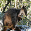 Brush-tailed Rock Wallaby