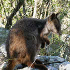 Brush-tailed Rock Wallaby