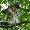 3 Toed Sloth