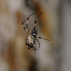 Asian Hermit spider