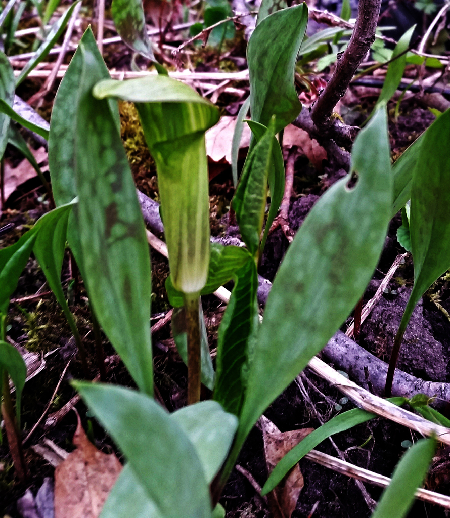 Jack-in-the-Pulpit