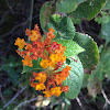 Lantana