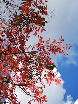 続け