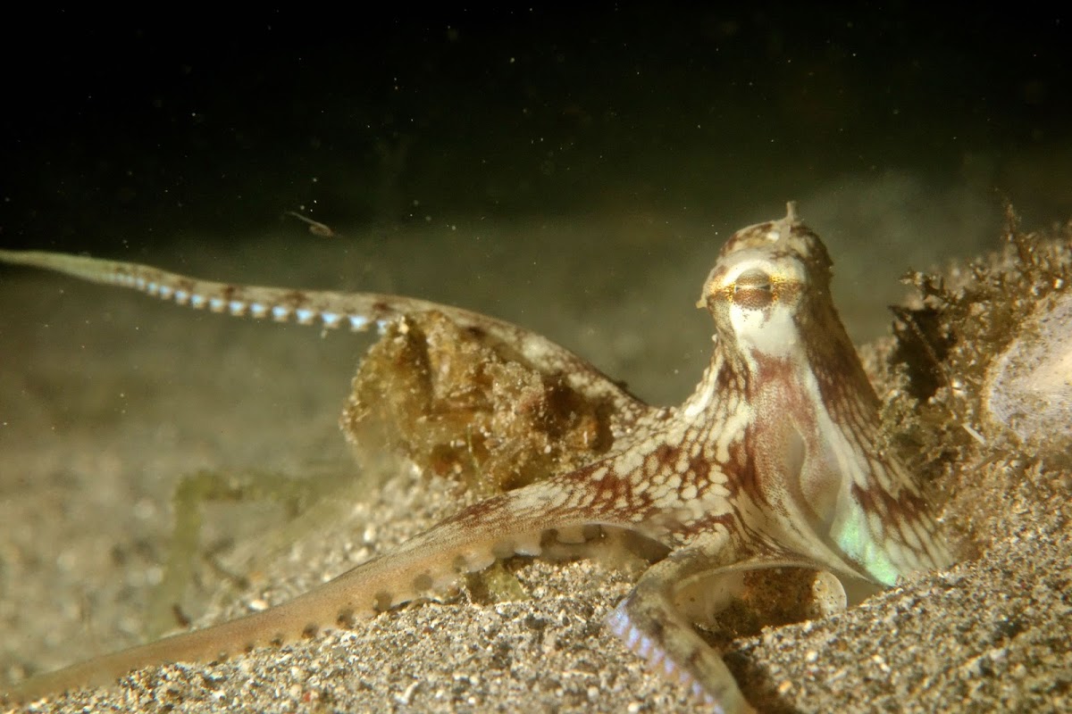 Veined / Coconut Octopus