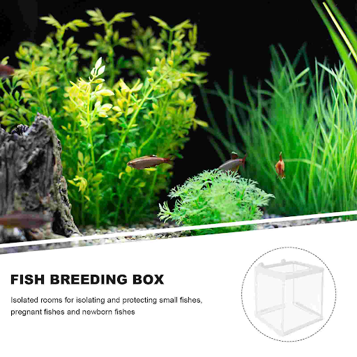 Isolation Box Incubation Aquarium & Fish Bowls Betta Tank Maternity for Drip Acclimation Kit Incubator