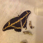 Eastern Giant Swallowtail Butterfly