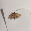 Unknown Spotting ( Moth )