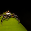 Two striped jumping spider