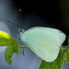 Great Southern White Butterfly