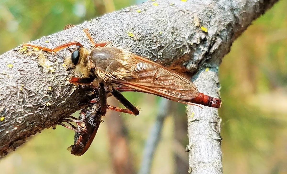 Robber fly with prey