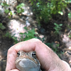 Southern Toad