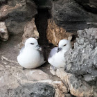 Fulmar