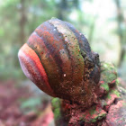 Horsehoof Fungus