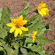 Arrowleaf Balsamroot