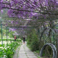 【竹子湖】苗榜花園餐廳