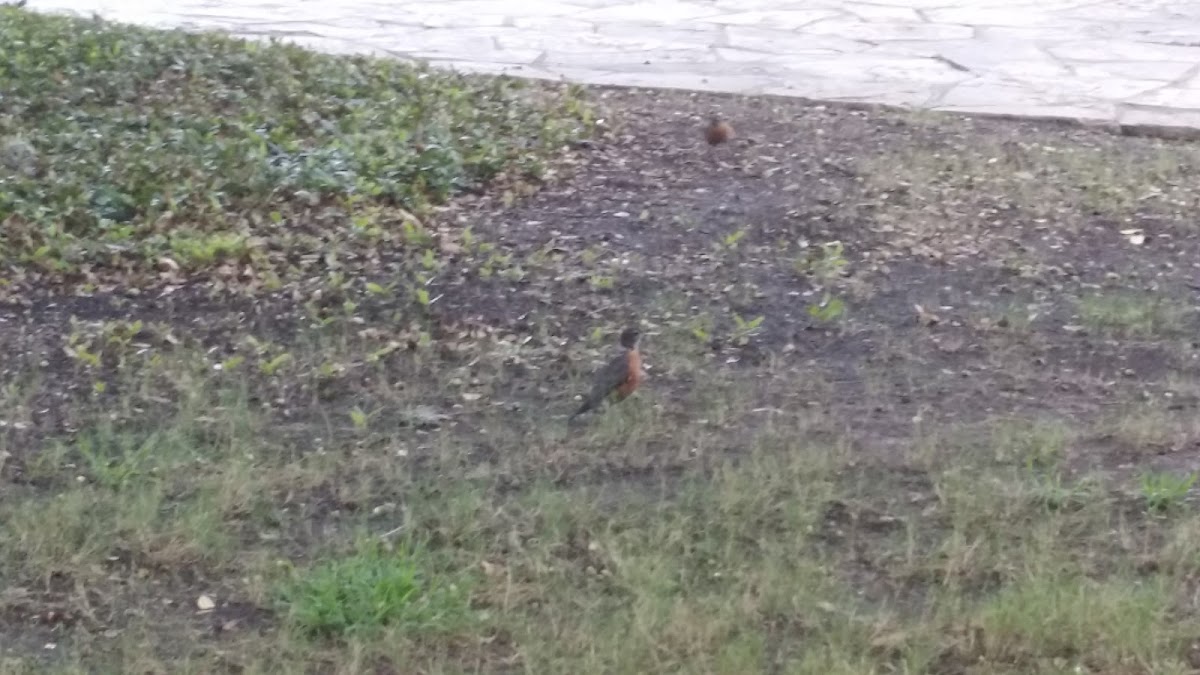 American Robin