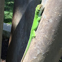 Green anole