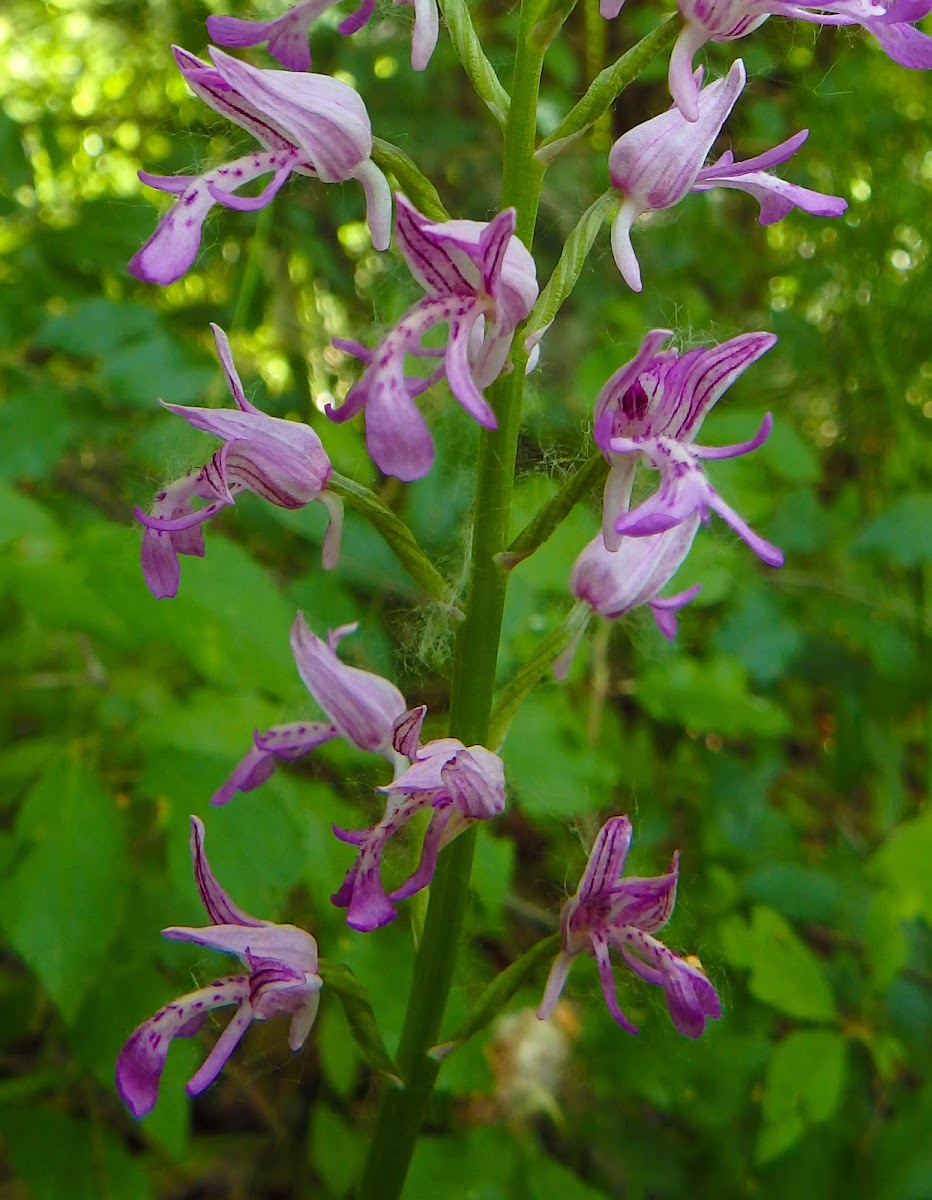 Military Orchid