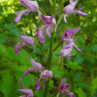 Military Orchid