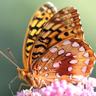 Zerene Fritillary Butterfly