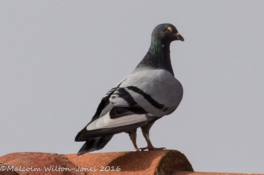 Feral Pigeon