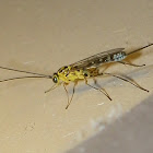 Ichneumon Wasp