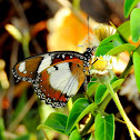 The Danaid Eggfly Male