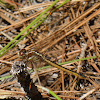 Golden-winged Skimmer