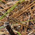 Golden-winged Skimmer