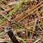 Golden-winged Skimmer