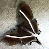 Tropical Swallowtail or Giant Uraniid Moth