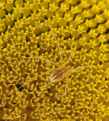 Ospite su girasole di marco pardi photo