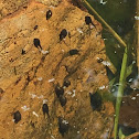 Tadpoles