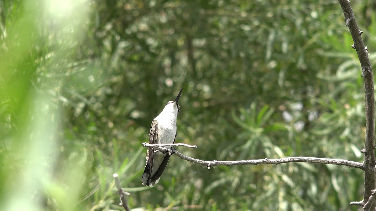 Black-Chinned Hummingbird