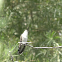 Black-Chinned Hummingbird