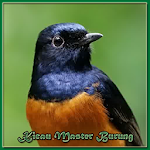 Master Birdsong Apk