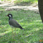 Red-wattled Lapwing