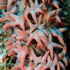 Pineapple Sea Cucumber