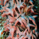 Pineapple Sea Cucumber