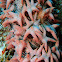 Pineapple Sea Cucumber