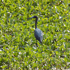 Little Blue Heron