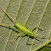 drumming katydid Nymph