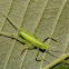 drumming katydid Nymph