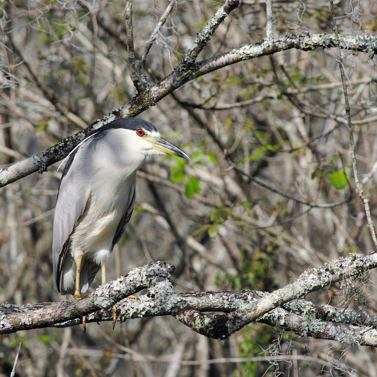 Black-crowned night heron