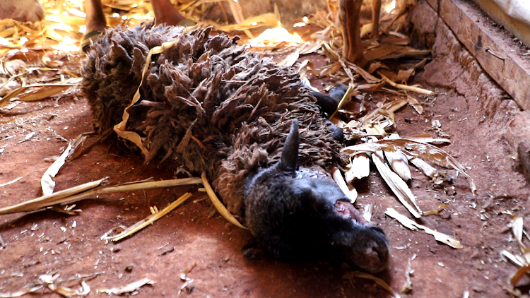 One of the severely injured sheep at Karuga village in Gatunfu North, Kiambu County.