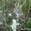 Wasp spider with prey