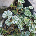 Common Mallow