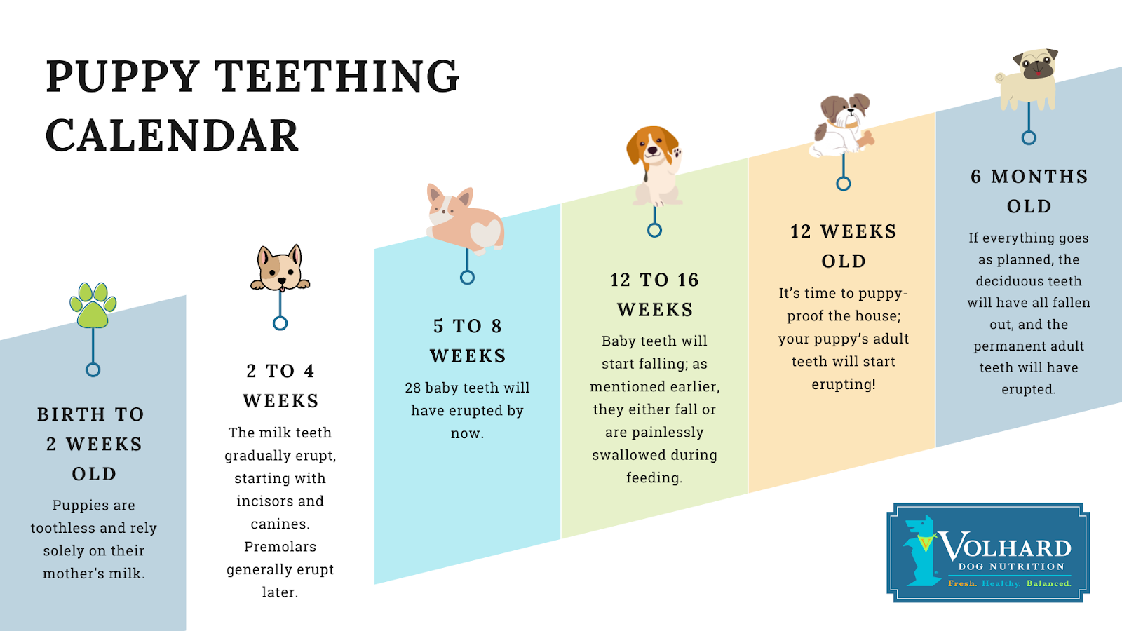 This is an image of a puppy teething calendar.