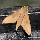 Pale Brown Hawk Moth